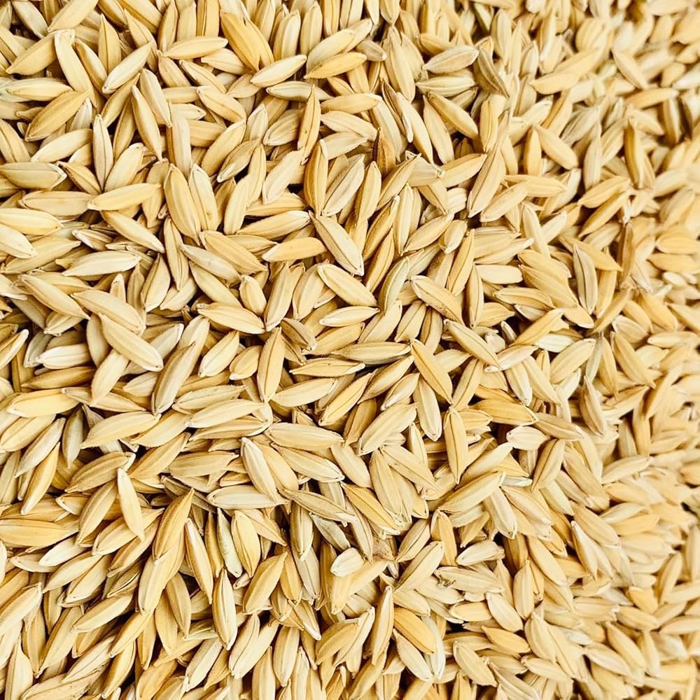Paddy