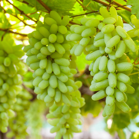Fresh grapes from adilabad